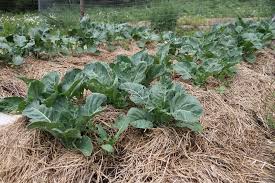 Turn Lawn Into A Vegetable Garden