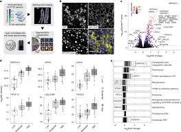 Deep Visual Proteomics Maps