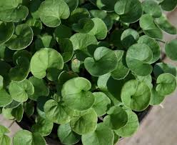 Fairy Garden Emerald Green Carpet