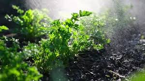 Garden Watering Can Bush