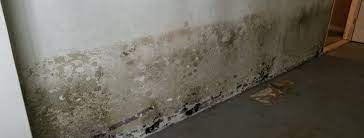 Can Mold In Your Basement Affect Your