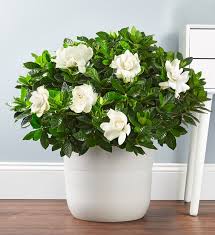 Gardenia Floor Plant Gardenia Floor Plant 1 800 Flowers Plants Delivery