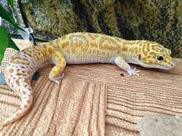 Health Benefits Of Gecko For Human