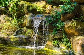 Lush Green Tropical Koi Pond Waterfall