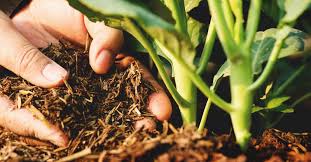 How To Use Compost Correctly In Your Garden
