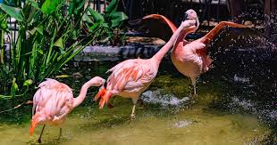 Flamingos In Florida Best Places To