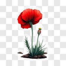 Beautiful Red Poppy Flower