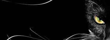 Cat Black Background Desktop Hd