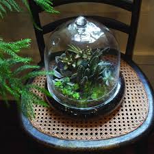 Cloche Terrarium Glass