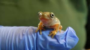 Rare Frogs Born At Uk Zoo