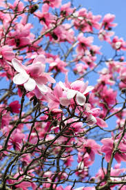 Springtime Flowers In Victoria