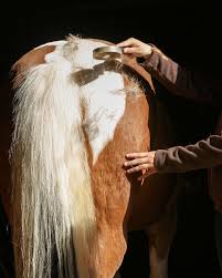 Targeting The Change Of Coat In Horses