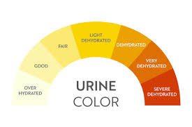 Urine Color Chart Images Browse 285