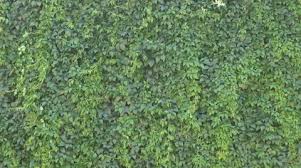 Green Wall Stock Footage Royalty Free