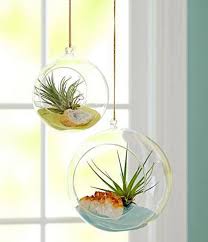 3 Round Bulb Terrarium Geometric Glass
