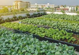 7 Urban Farming Initiatives To Inspire