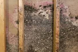 Mold Discovery During Remodeling Next