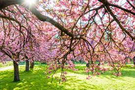 Blossom 10 Best Trees And Shrubs To Grow