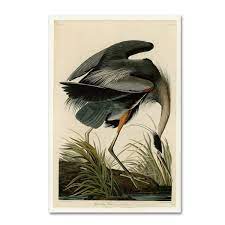 Trademark Fine Art Great Blue Heron By