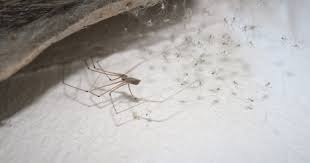 How To Get Rid Of Spiders In Basement