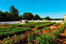 Need A Rooftop Farm Call This Company