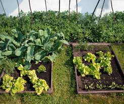 Food Gardening Green Adelaide