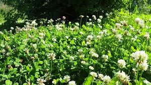 Trifolium Repens White Clover A
