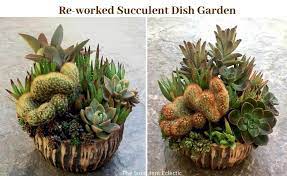 Overgrown Succulent Dish Garden