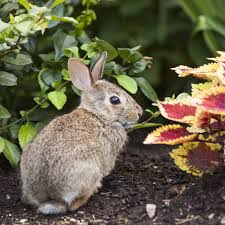 8 Best Rabbit Fences For Your Garden