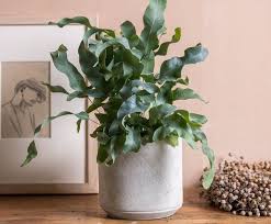 12 Indoor Ferns To Grow In Your Home