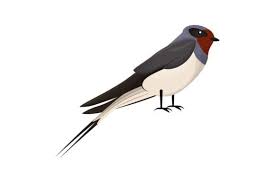 Cute Little Bird Barn Swallow With A