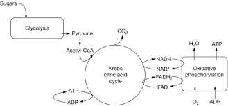 Krebs Cycle An Overview