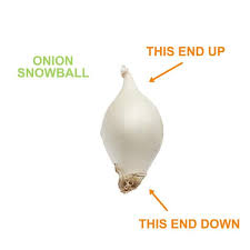 White Snowball Onion Sets For Planting