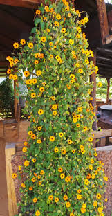 Black Eyed Susan Vine Thunbergia Alata