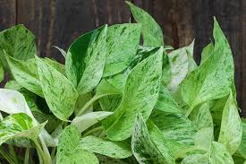 Pothos Poisoning In Dogs Symptoms