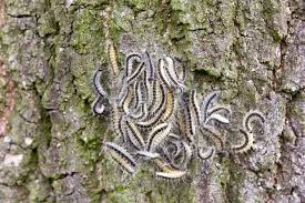 Uk Invasion Of Toxic Caterpillars