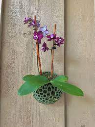 Pot Orchid Pot Airplant Pot Wall Pot