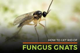 Fungus Gnat Lifespan Gnat