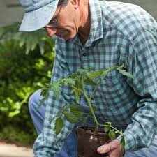 How To Start A Tomato Garden Planet