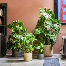 Indoor Plants House Plants