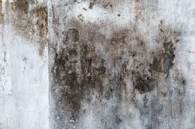 Attic Mold Removal Services In New