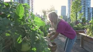 Urban Gardening Stock Footage