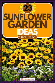 23 Sunflower Garden Ideas You Ll Love