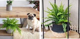Plants That Are Safe For Pets And Low