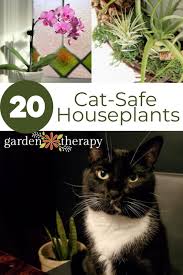 Cat Safe Houseplants 20 Plants To Fill