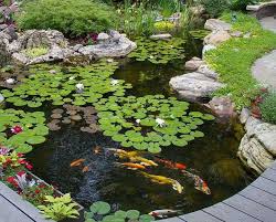 Koi Fish In Your Charlotte Pond