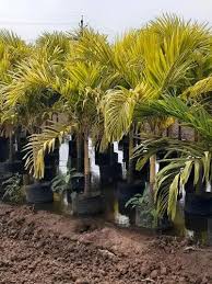 Dypsis Lutescens Golden Palm Plant 30