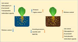 Soil Grown Lettuce