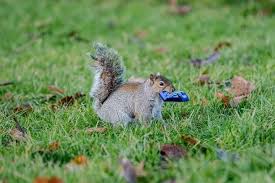 Greedy Squirrels Blighted Estate With