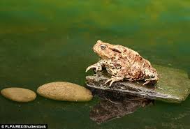 Frogs And Toads Disappearing From